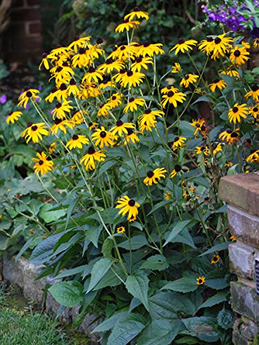 How to Plant Black-Eyed Susans - Black-Eyed Susan Flower Care