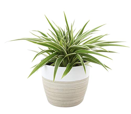 house plant potting Houseplant Potting Mix
