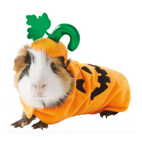 Petsmart Small Animal Costumes PetSmart Now Has Halloween