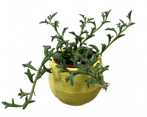 What Are Dolphin Succulents? - Dolphin Plant Growing Tips