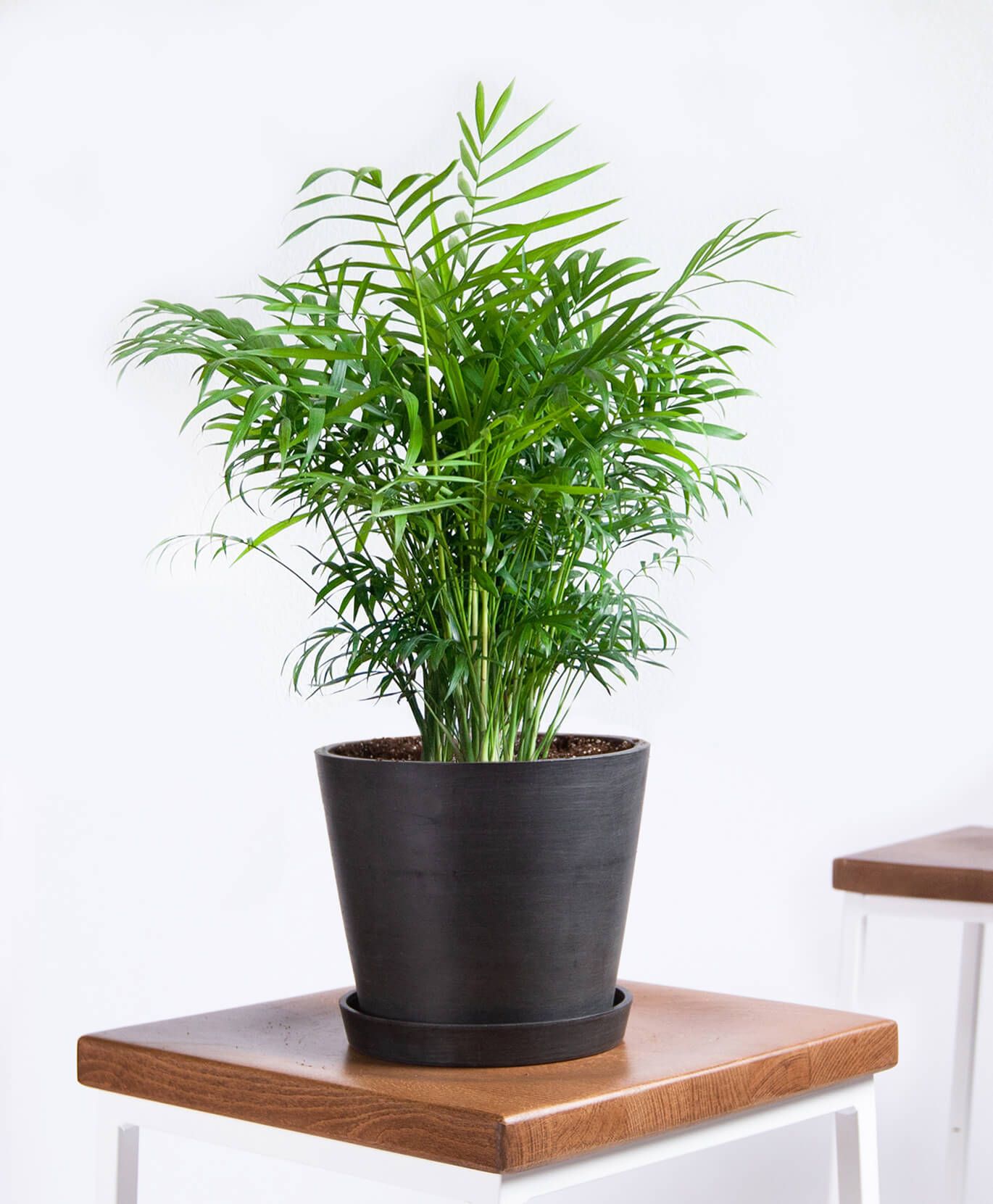 20 Best Tall Indoor Plants - Best Indoor Trees For Your Home