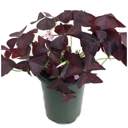 full grown money tree plant Money Tree