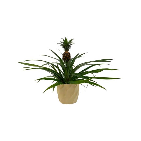 repotting sago palm plant Sago Palm Tree