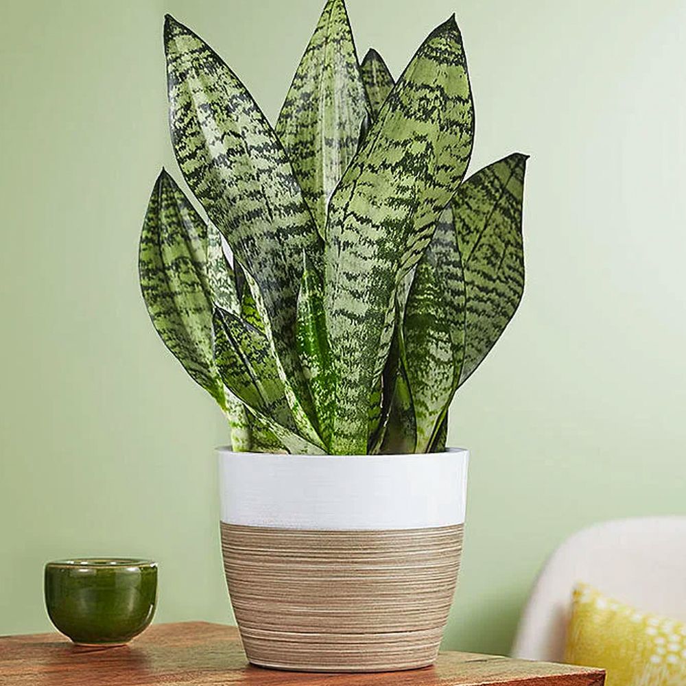 floral succulent arrangements Desert Breeze Succulent Arrangement main image 0