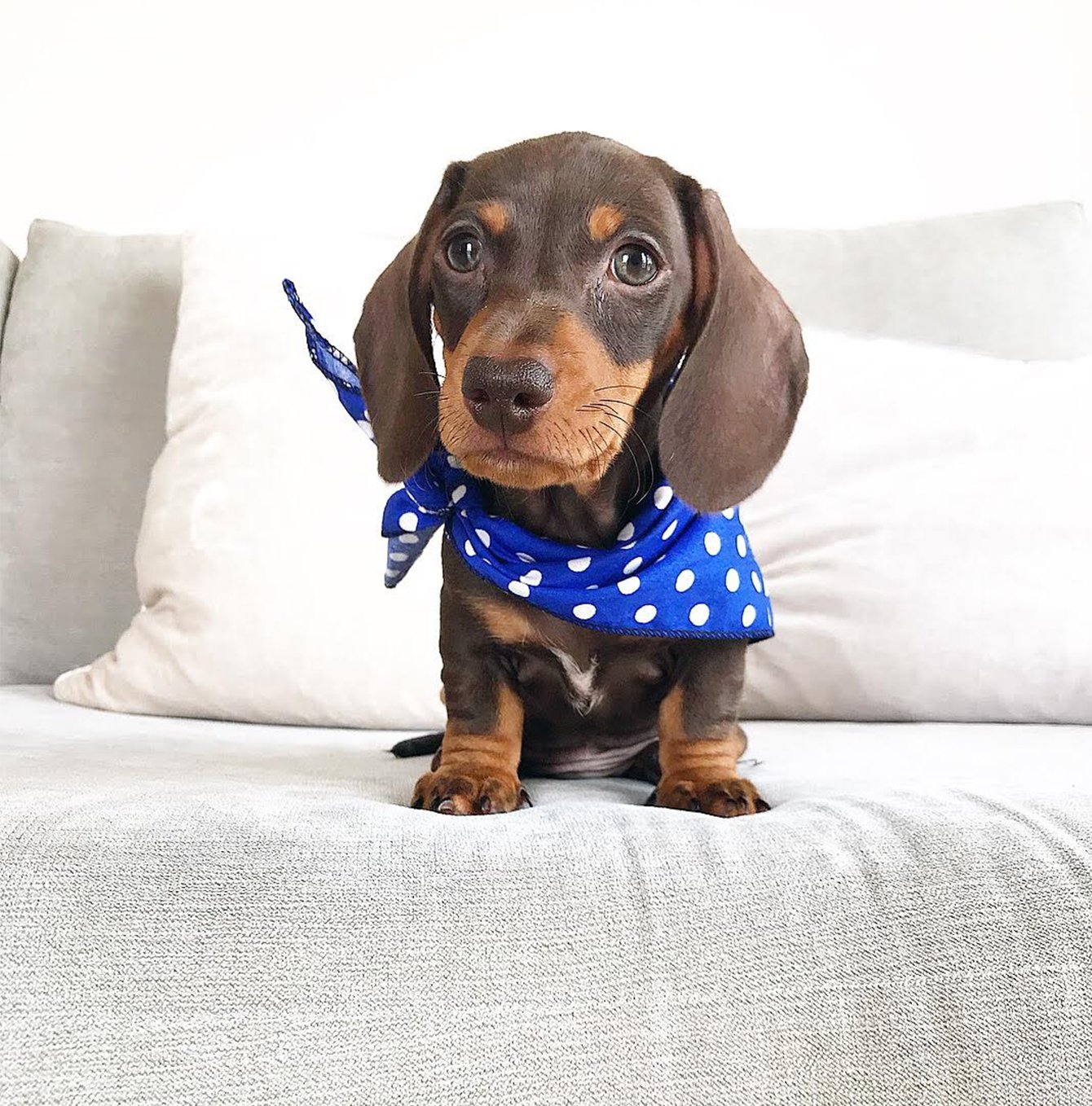 How To Tie A Bandana On A Dog In Adorable Ways Cuteness atelieryuwa