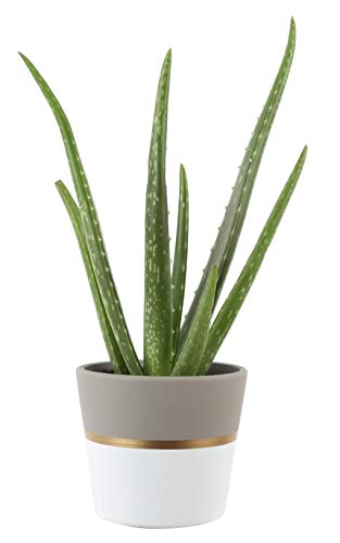 aloe vera synergie skin gel Skin Gel & Herbs
