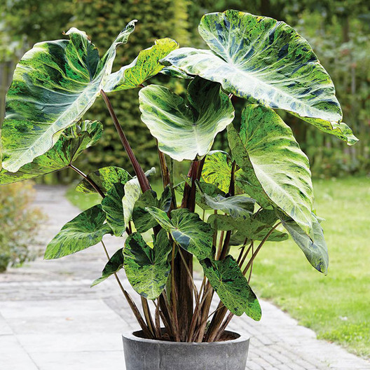 Elephant Ear Growing Tips - How to Care for Elephant Ear