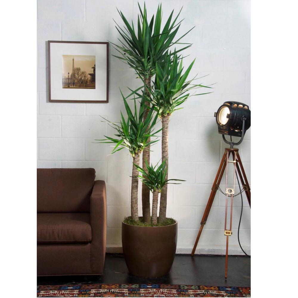 How to Grow a Yucca Plant Indoors - Yucca Care Tips