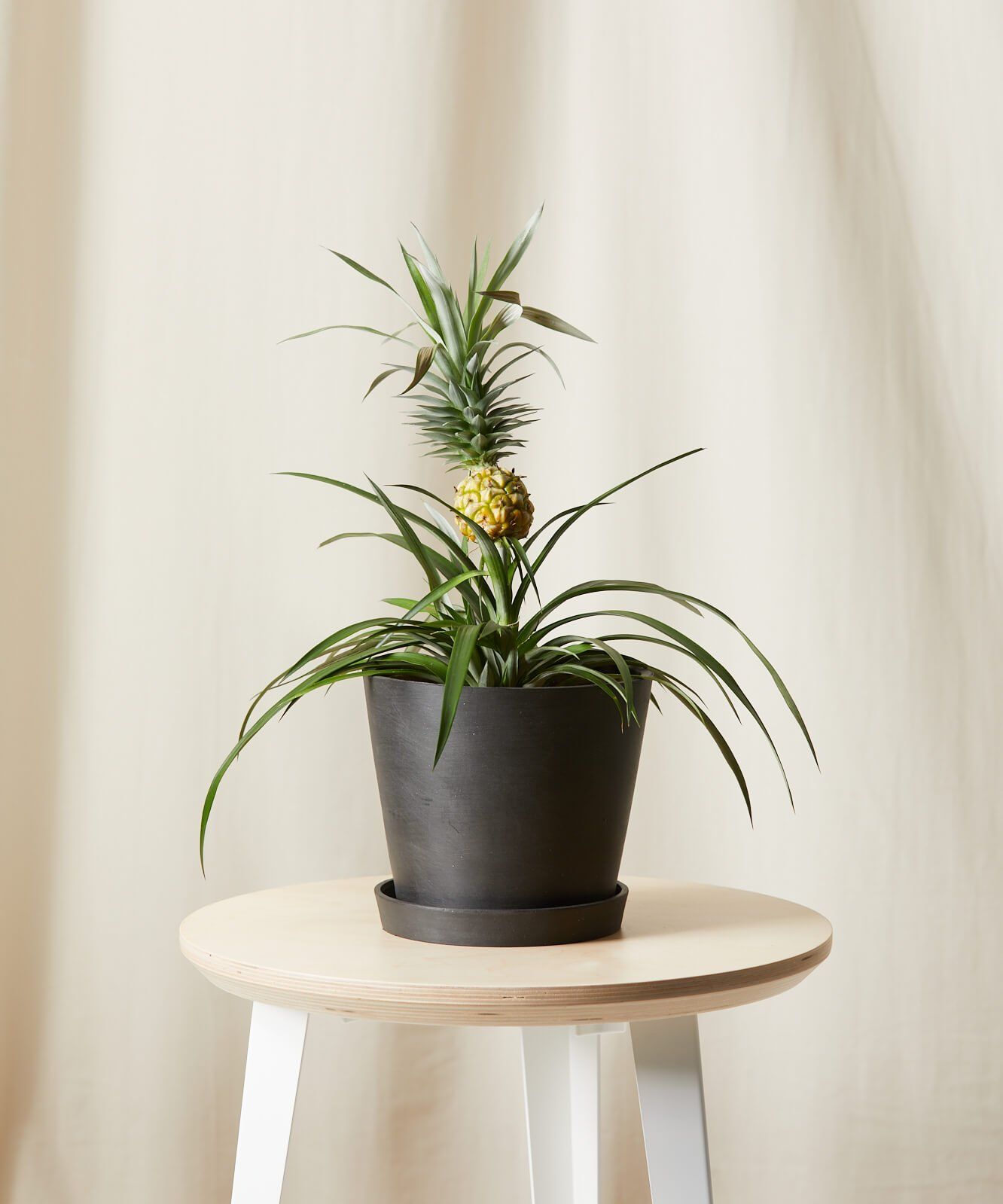 Pineapple Plant Care - How to Grow Ornamental Pineapple Plant