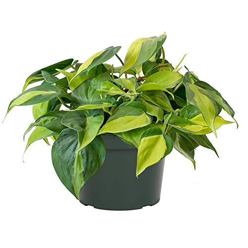 Philodendron Care Tips - How to Grow Philodendron