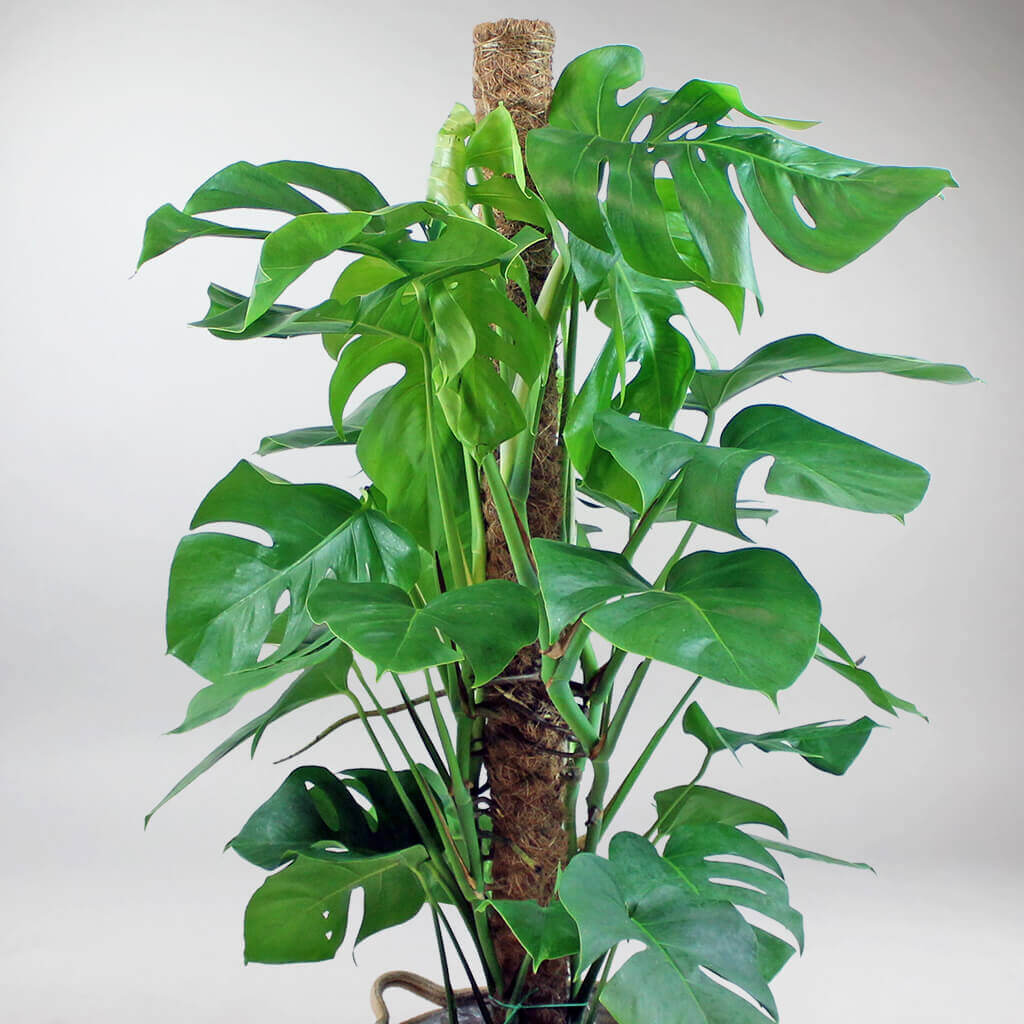 zucker monstera Monstera deliciosa – ruuds main image 1