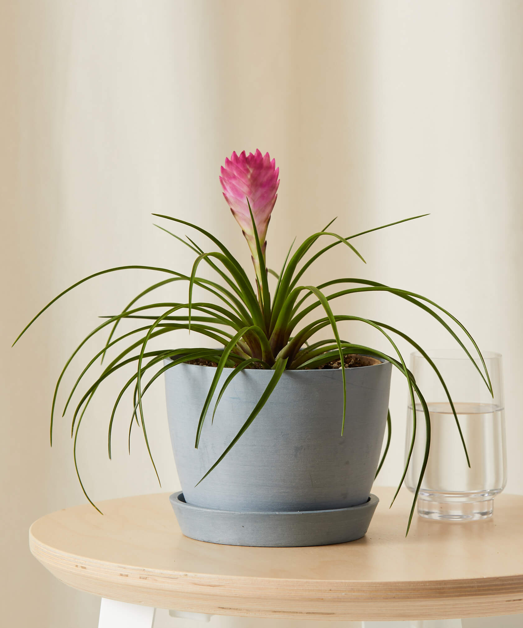 Pet-Friendly Houseplants: Indoor Plants Safe for Dogs and Cats