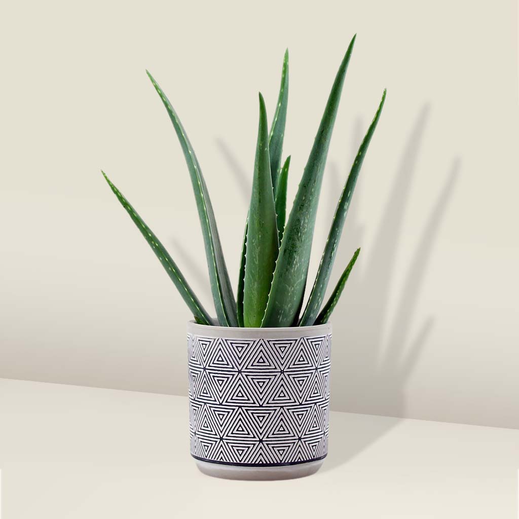 Aloe Vera Plant Care  Easy Guide To Caring For An Aloe Vera