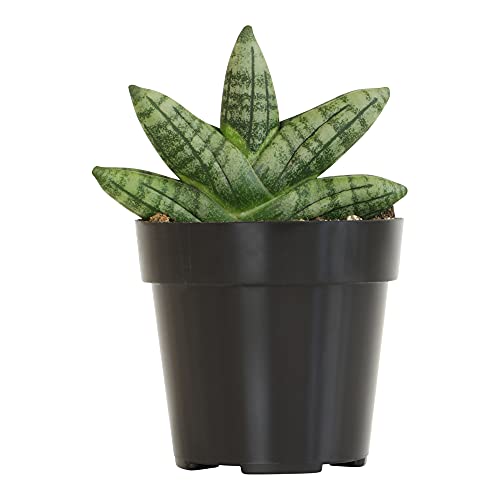 Snake Plant Care: How to Grow & Maintain Sansevieria Varieties