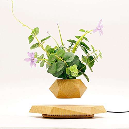 monstera variegata thai constellation kaufen Monstera Thai Constellation Houseplant with Planter - Large (2'-3' tall) Cement Grey Planter
