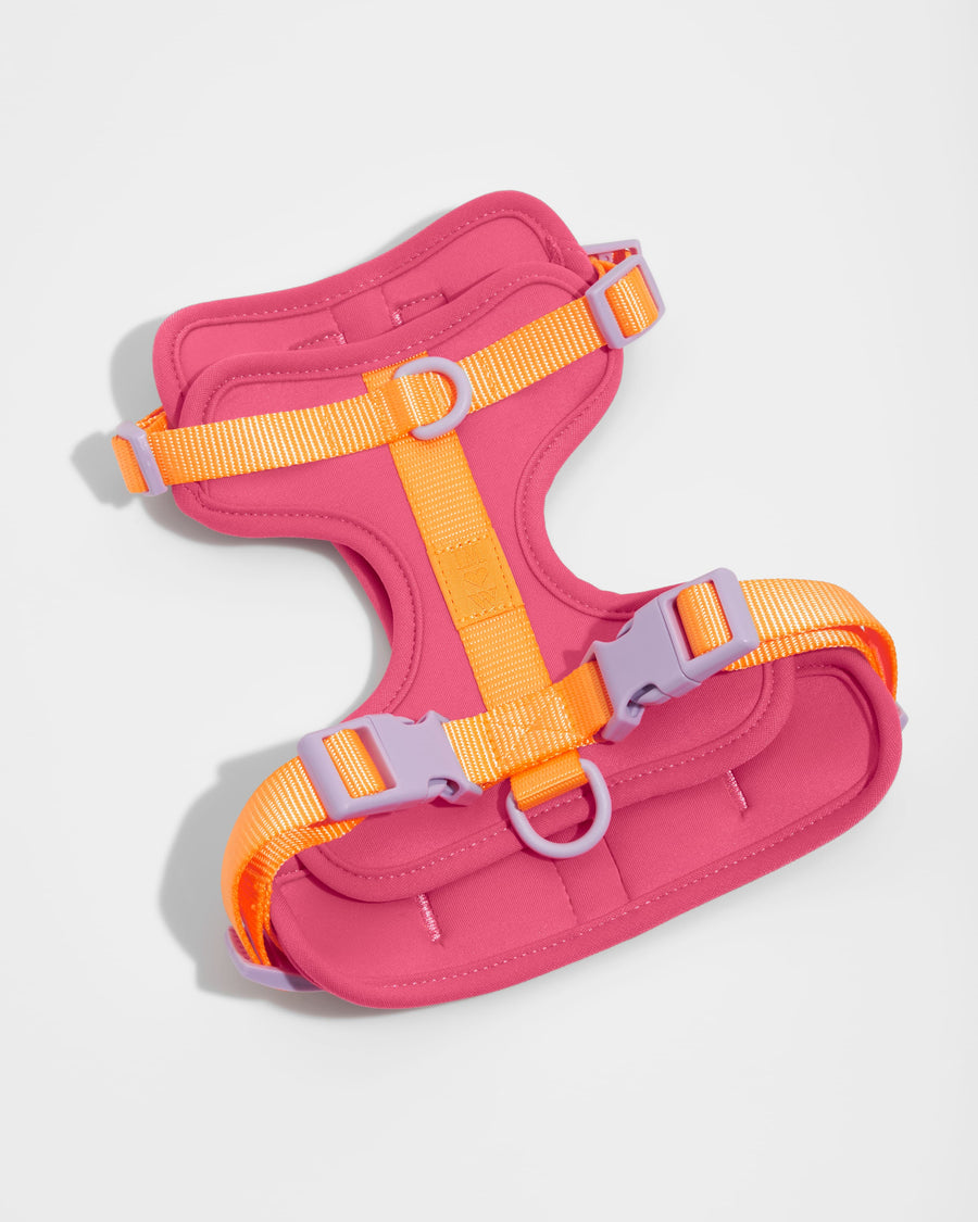 Isaac Mizrahi Loves Wild One Dog Collection - Shop New Dog