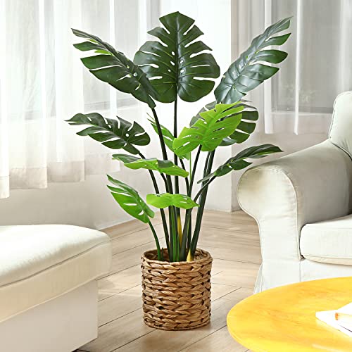 is jade plant a succulent Jade Plant (Crassula ovata)  Easy-Care Money Succulent