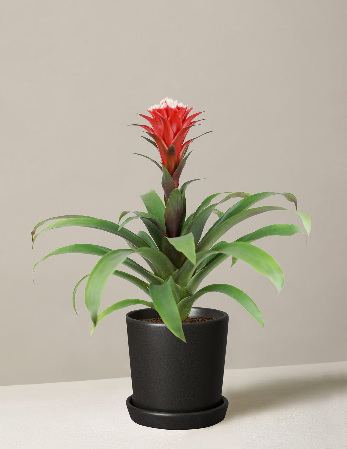 20 Indoor Flowering Plants for a Brighter Home All Year Round