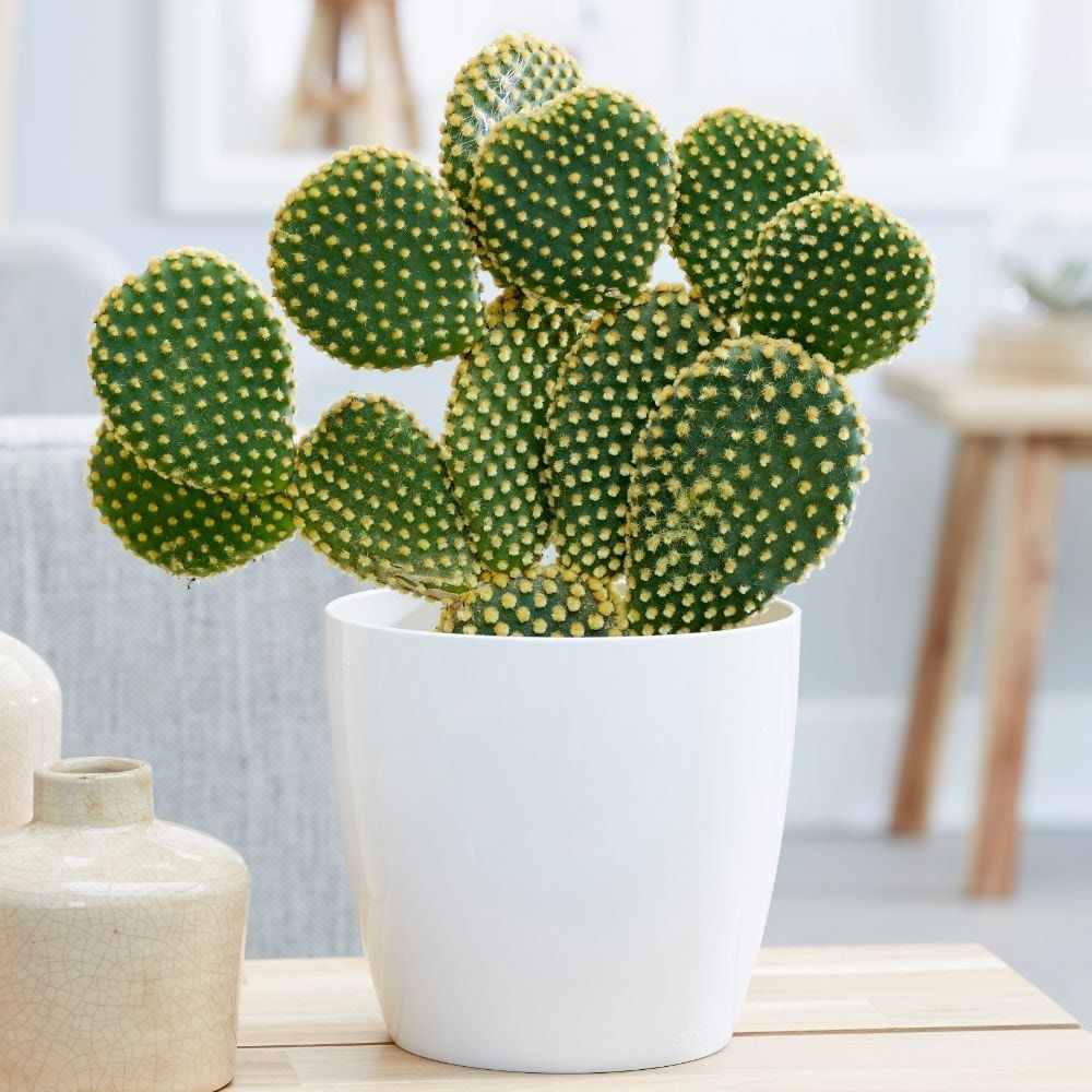 Cactus - 13 Things To Know About The Cactus Plant (Cacti)