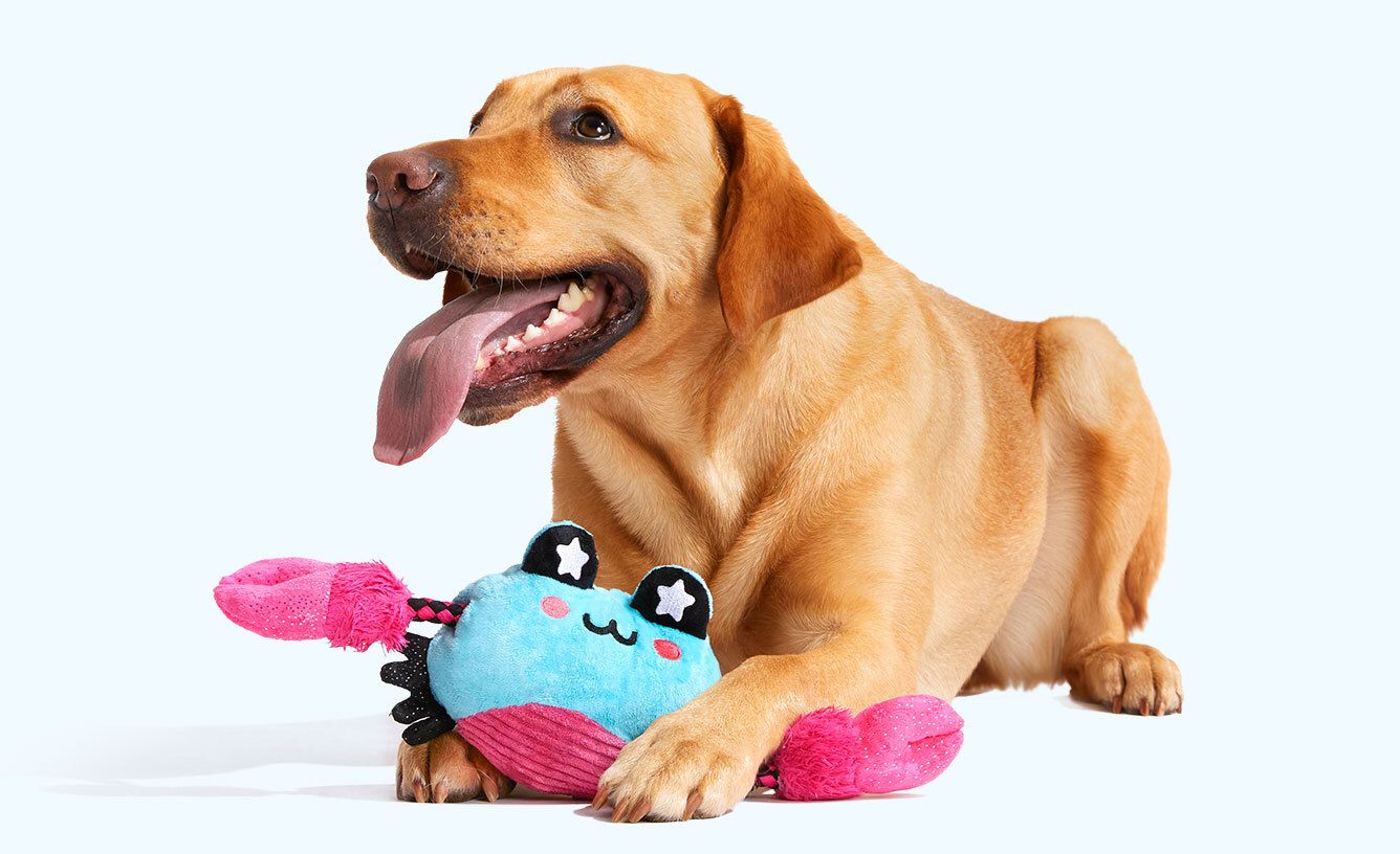 KONG Dog Toy Review: A Must-Have, 43% OFF