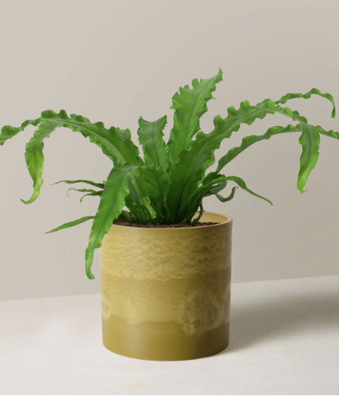 plant wall hanging pots Smart Pot Wall Flowers Hanging Planter main image 0