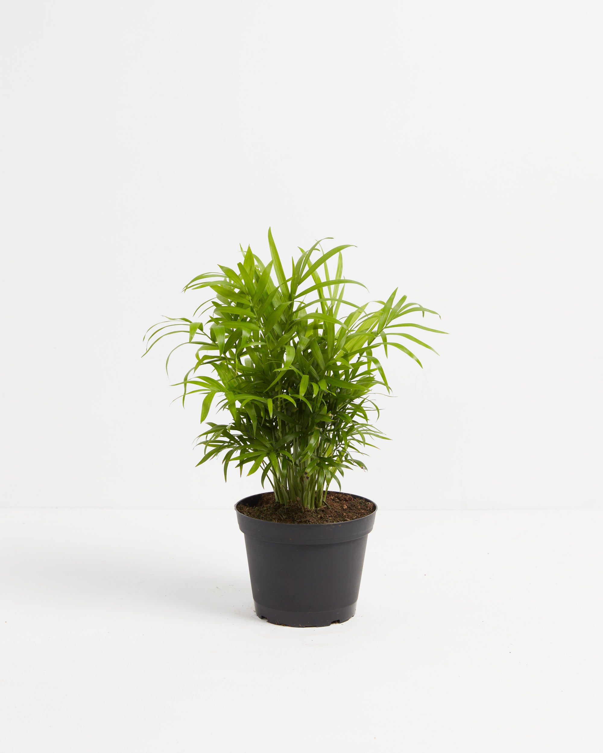 10 Beautiful House Plants That Are Safe for Cats