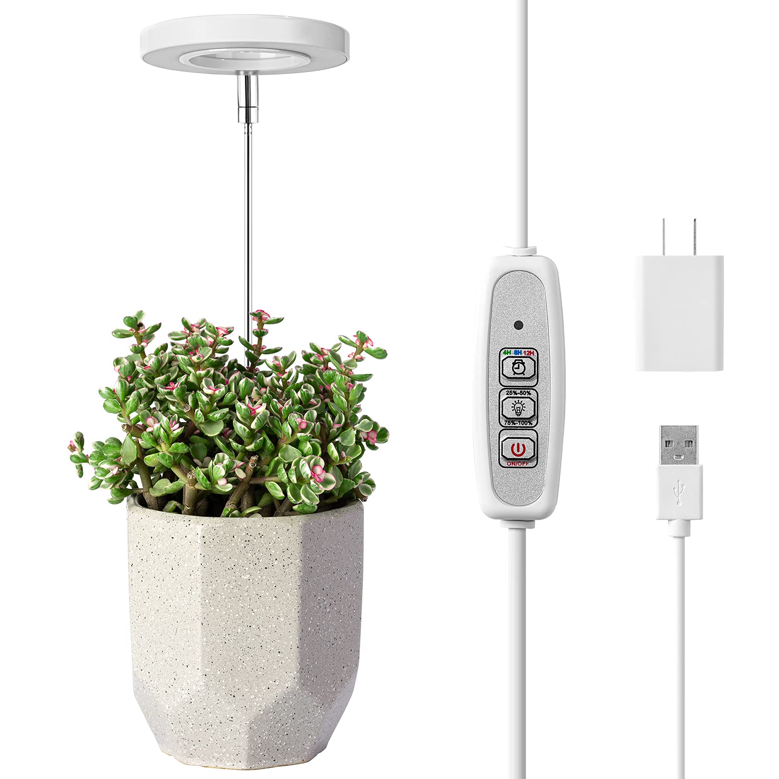 ZZ Plant Guide: Care, Growing, Safety