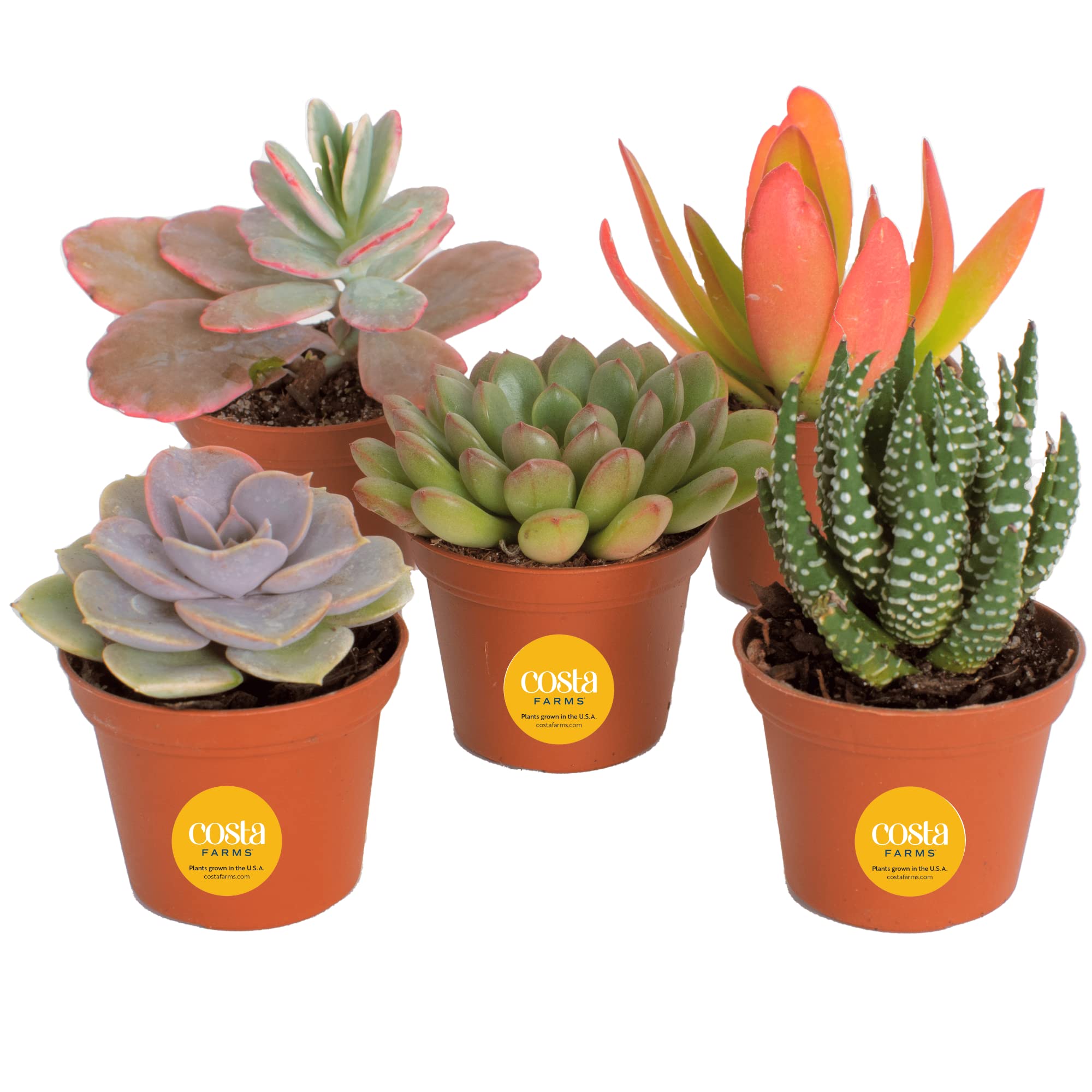How to Care for Succulents  Expert Succulent Care Tips