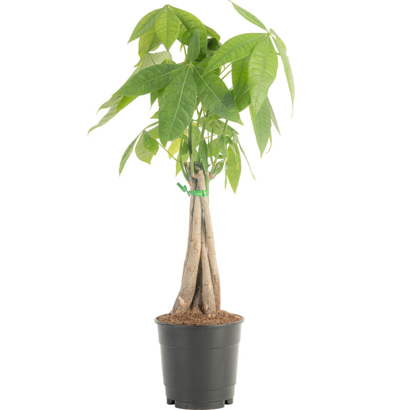 silver streak pothos Epipremnum amplissimum - Silver Streak Pothos