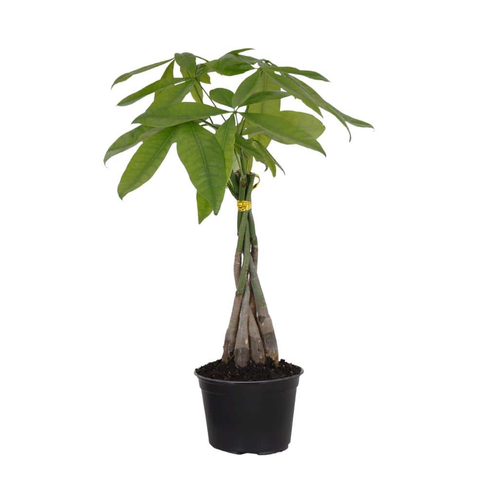 buy tissue culture philodendron online Philodendron tortum albo variegata - Studio Plantes main image 0