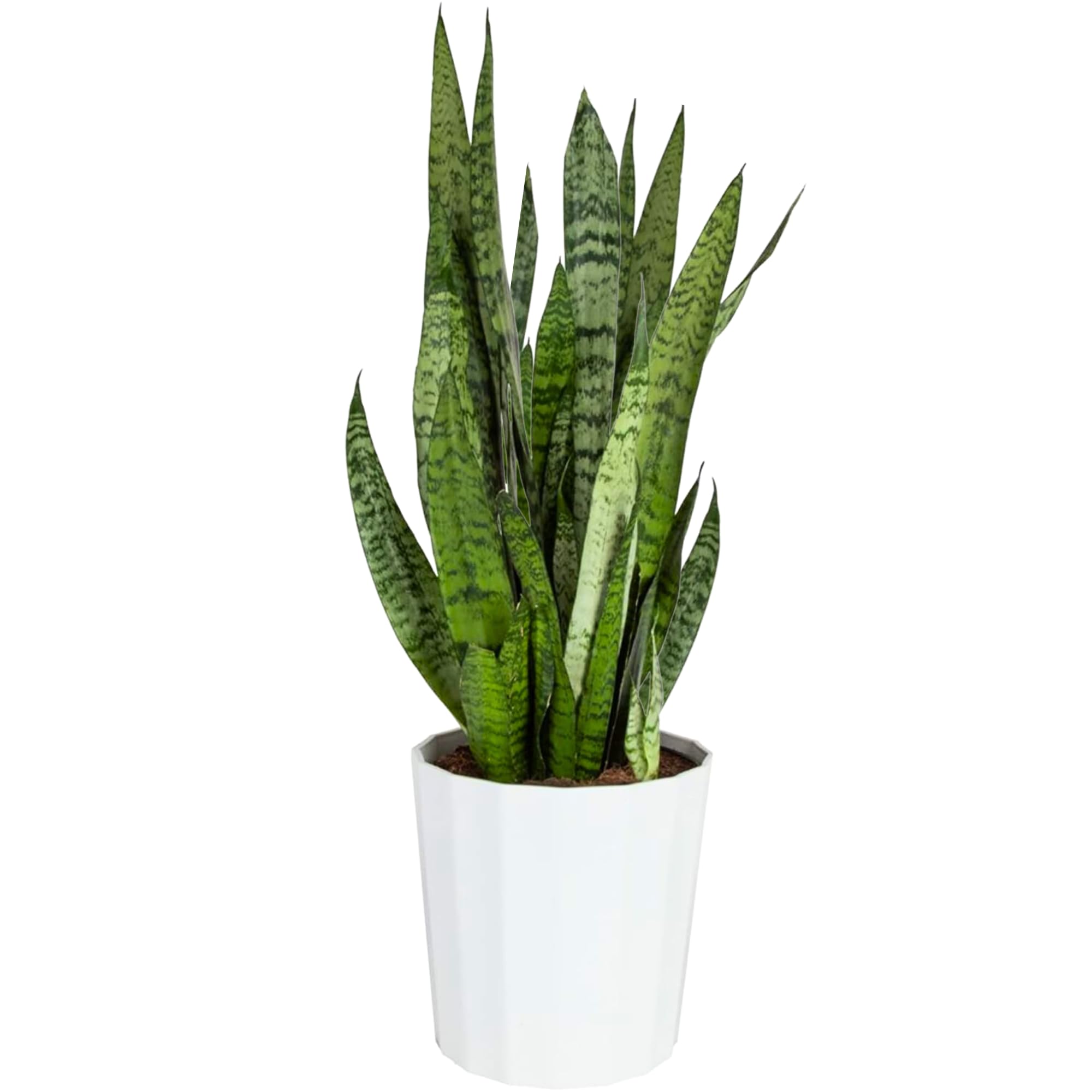 Snake Plant: Expert Care and Growing Guide