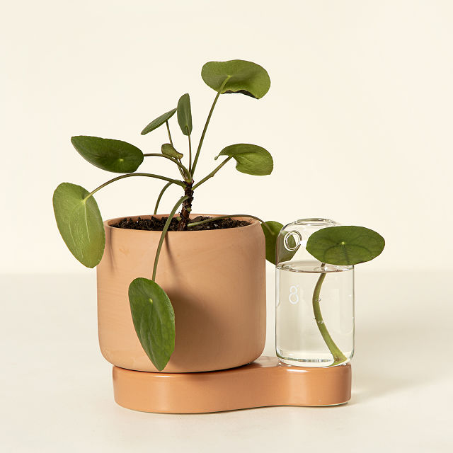 Set 2 Vasi Idroponici Auto-irriganti – Doppio Livello Con Indicatore Acqua Per Piante Epipremnum Aureum – Vaso Decorativo Fondo Piatto, 10x10x10 Cm
