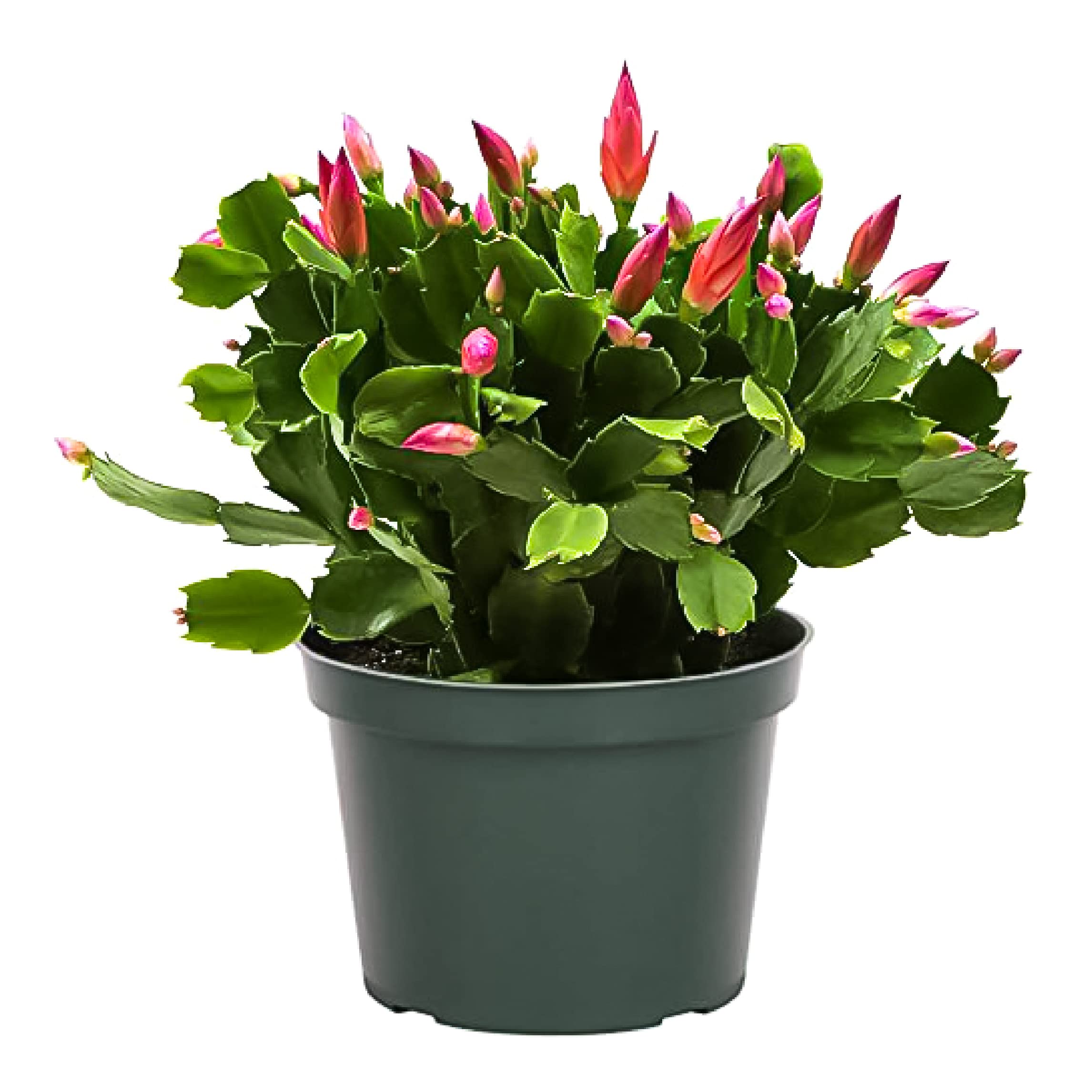 How to Care for a Christmas Cactus: Expert Tips