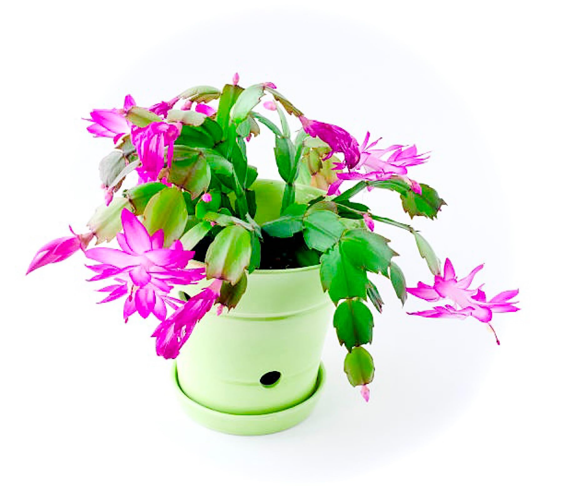 How to Care for a Christmas Cactus With Expert Gardening Tips