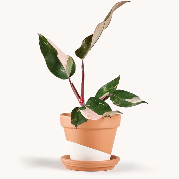 golden pothos epipremnum aureum Pothos Golden (Epipremnum aureum)  In Succulent Love