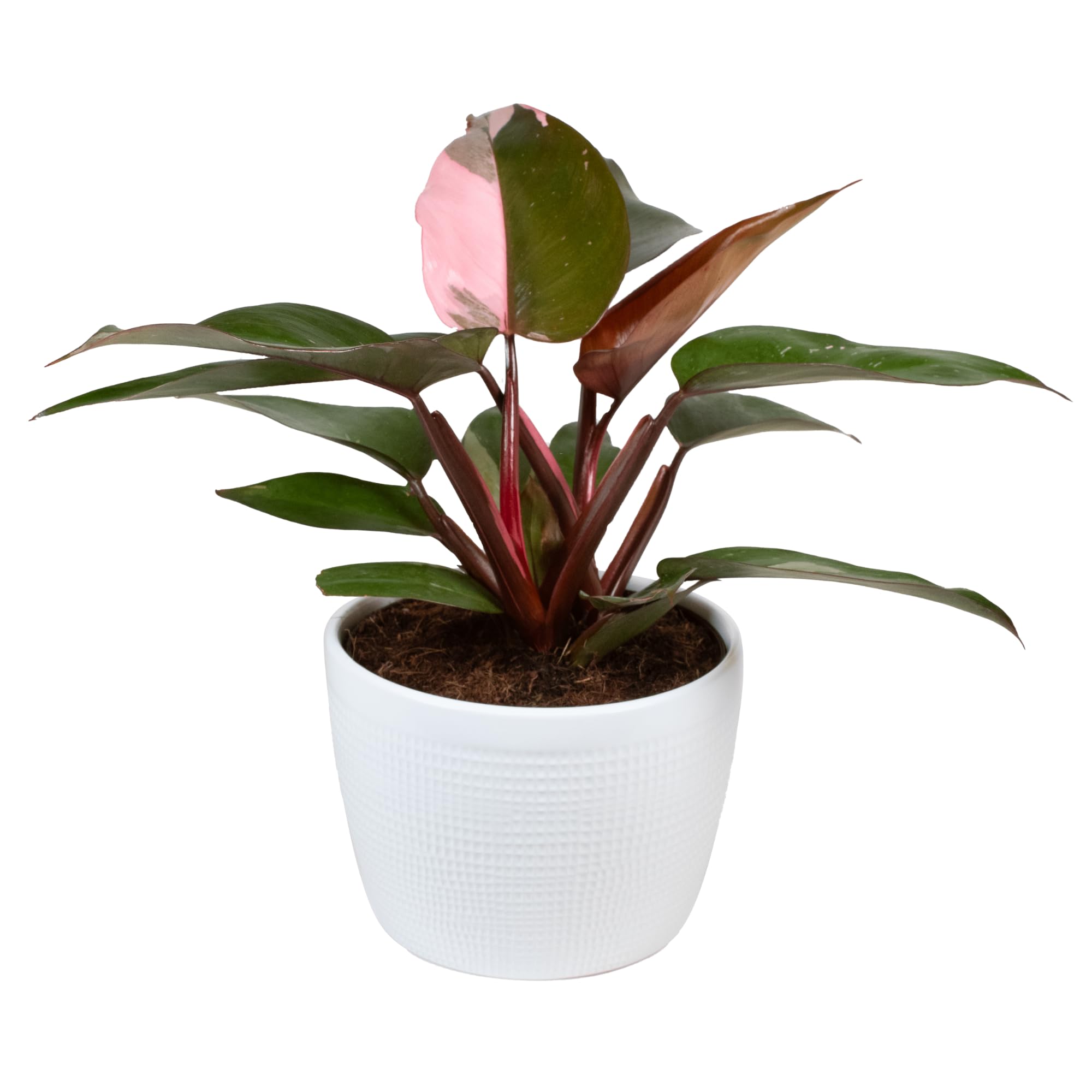 panda plant succulent Buy Panda Plant Kalanchoe