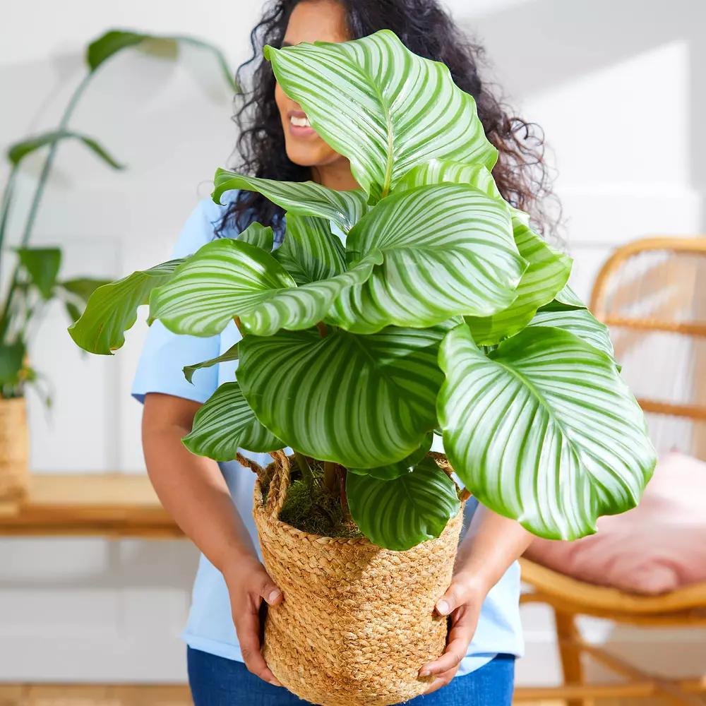 Calathea - An Easy Care Guide For The Calathea Plant