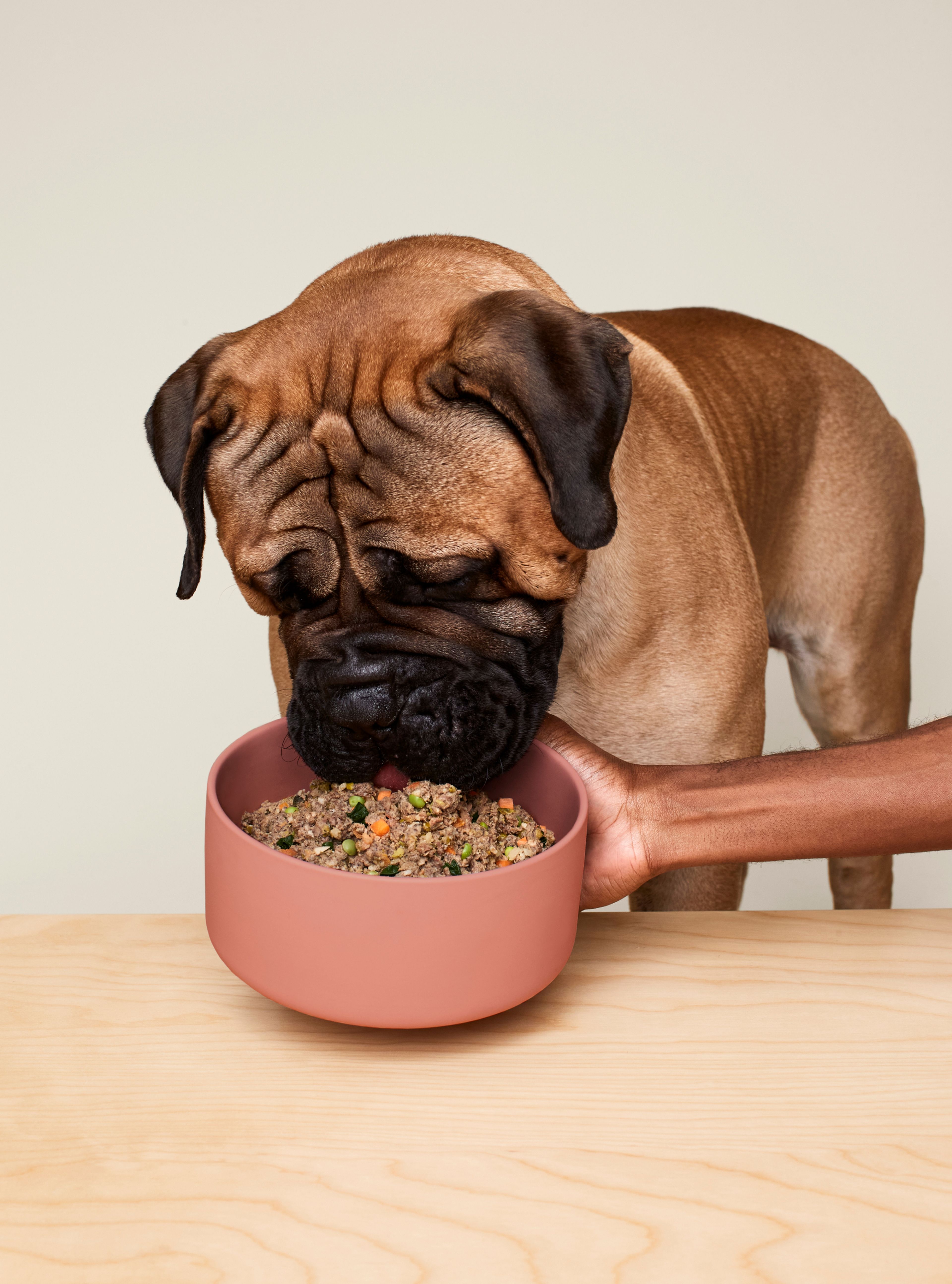 10 Best Dog Food Delivery Services of 2024, Reviewed by Pros