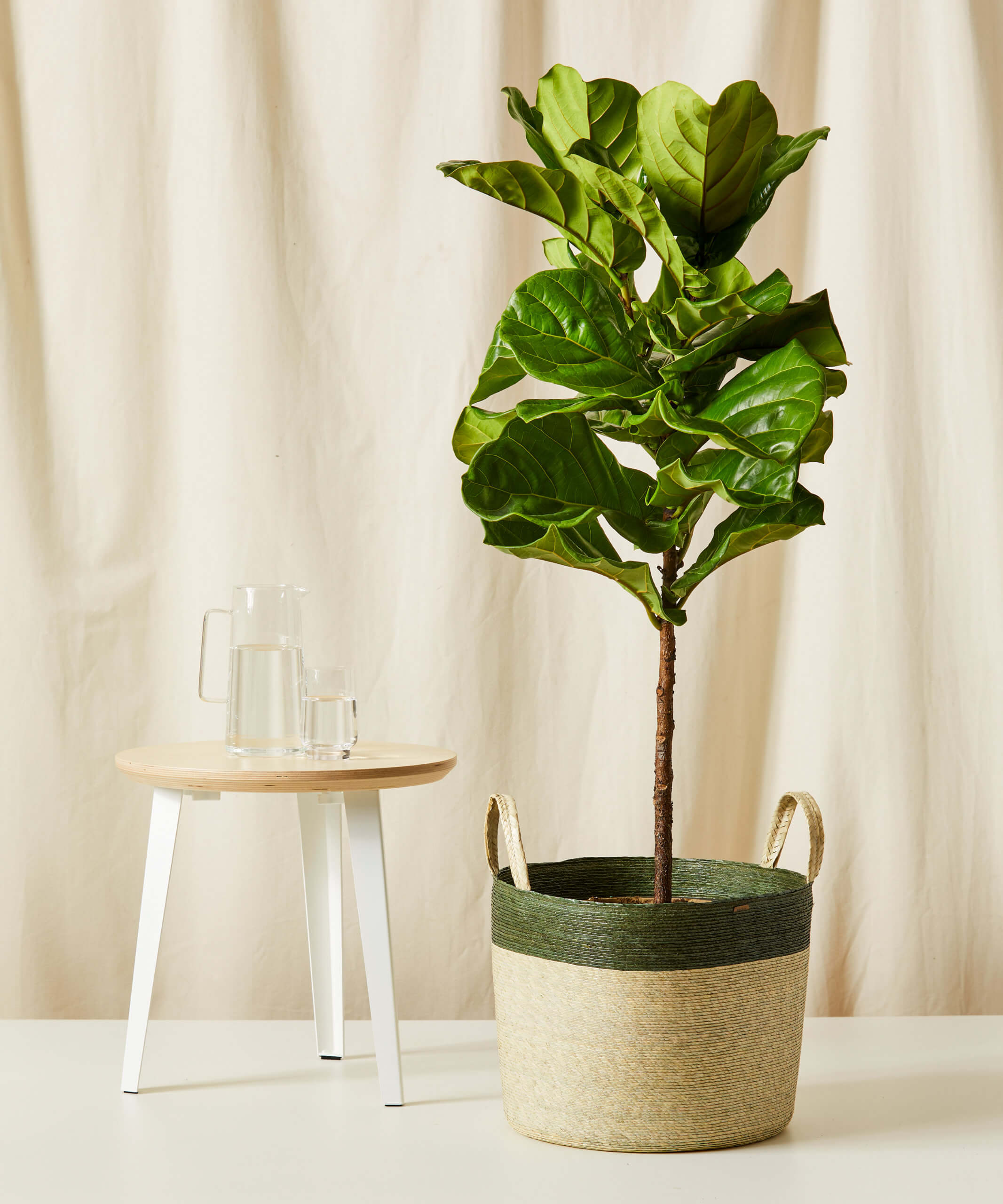 How to Care for Your Fiddle Leaf Fig Tree the Right Way