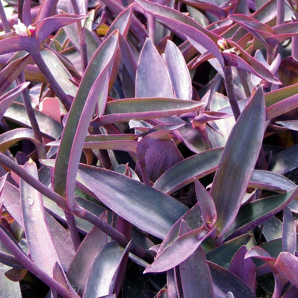 munstead lavender plants for sale Munstead Violet English Lavender, Lavandula angustifolia main image 1