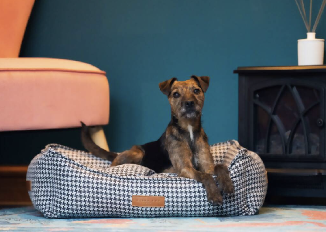 Hungarian Mudi: Meet Britain's Newest Pedigree Dog Breed