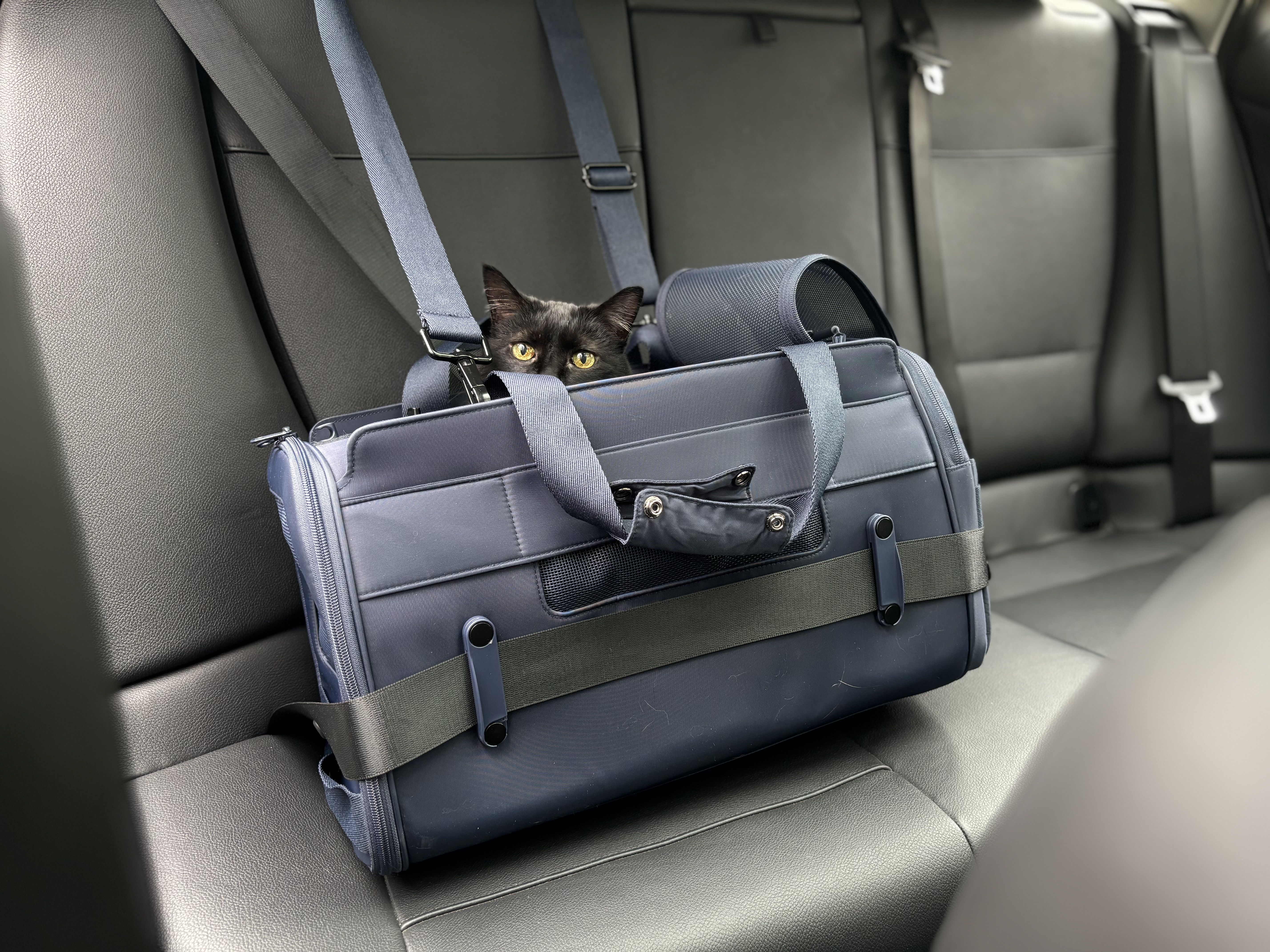 Pet Supplies Dog Seatbelt Harness Amazon Lukovee Dog Safety Vest