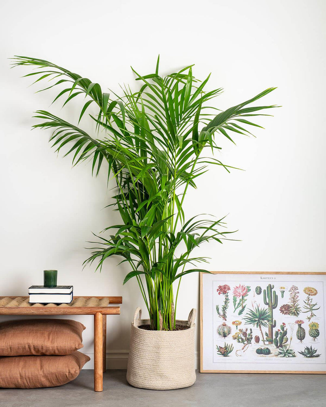 monstera burle marx flame care Monstera Burle Marx Flame “A” – Angie's Planties main image 1