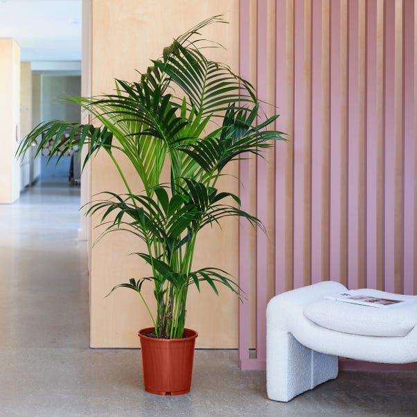 monstera deliciosa - swiss cheese plant Monstera Deliciosa Houseplants, Medium in Bubblegum