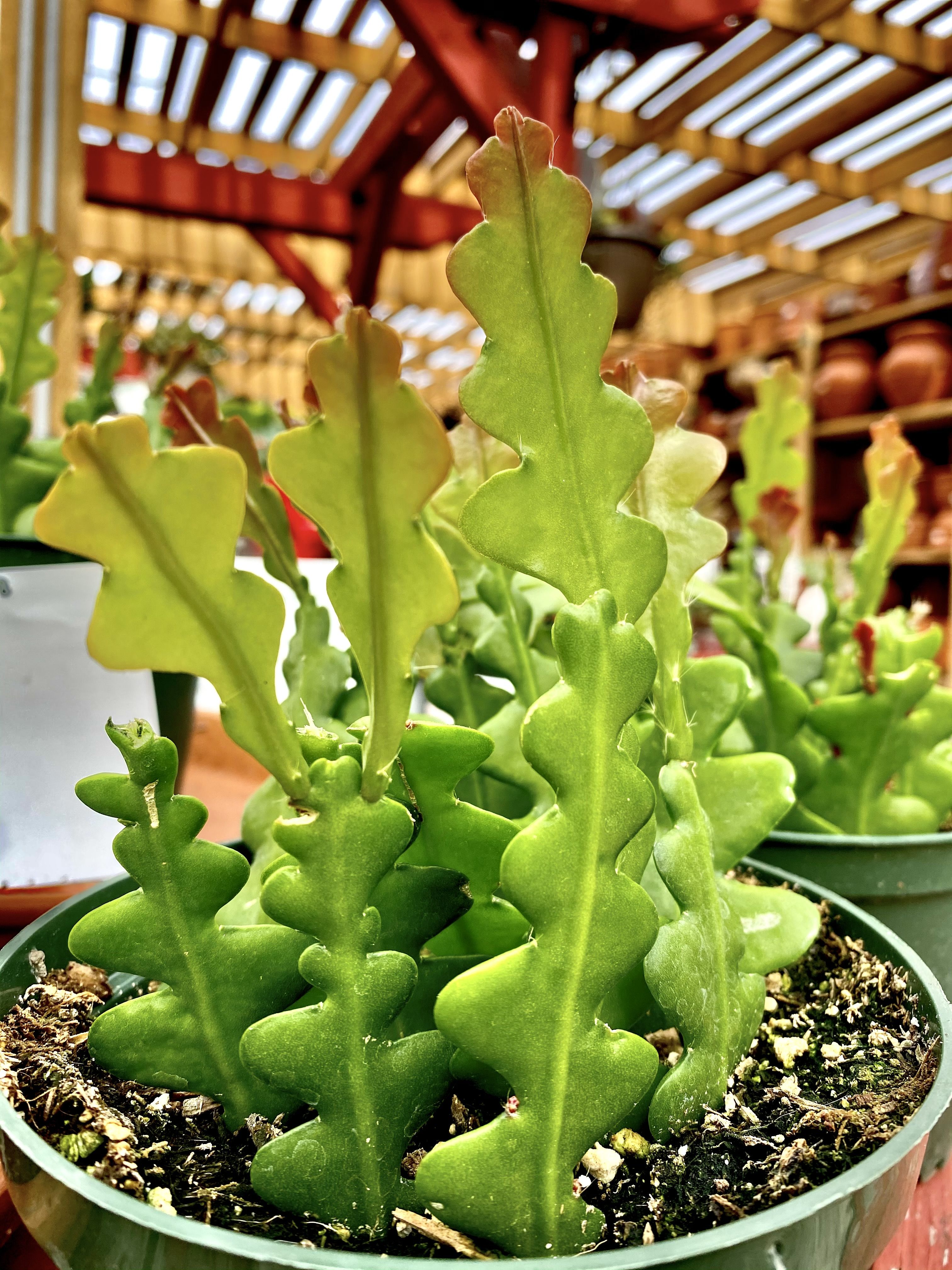 Los 8 mejores tipos de cactus en flor para cultivar en casa: cuidados y  consejos