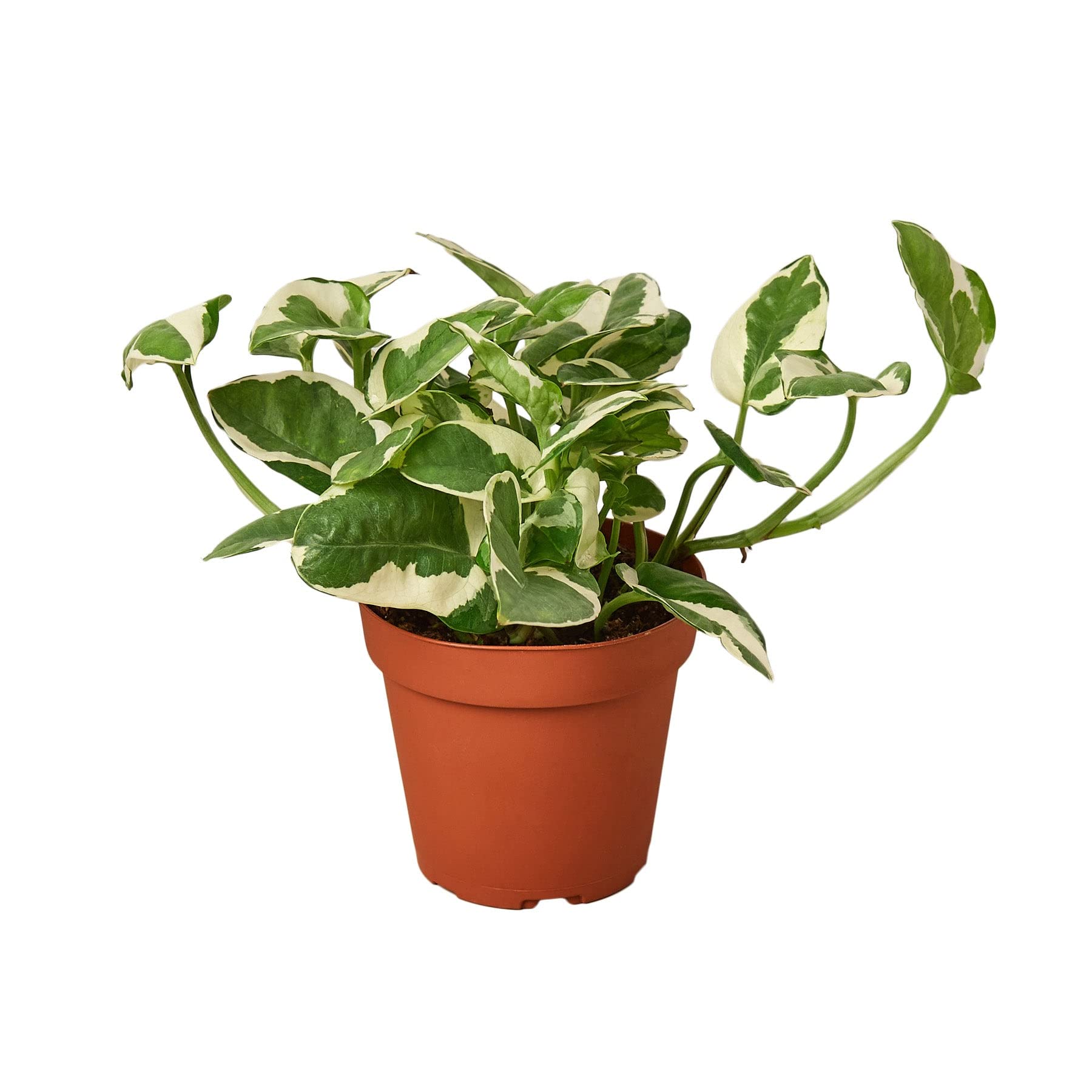 36 Low-Light Houseplants for Your Space in 2026
