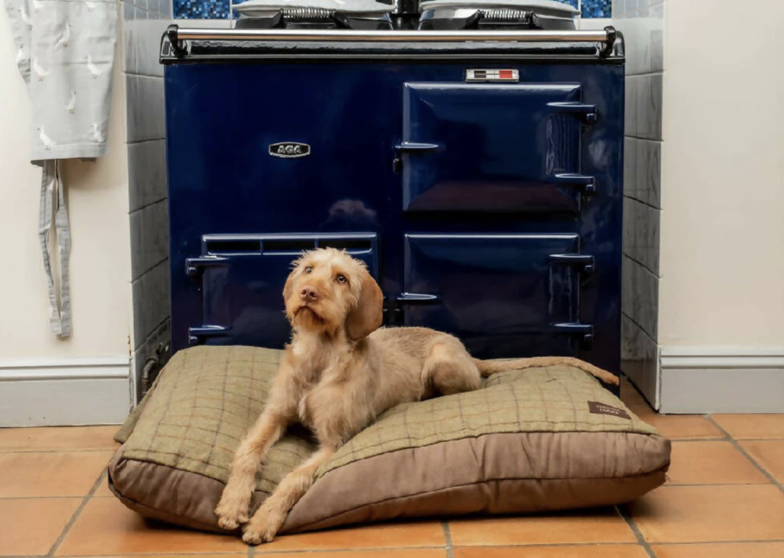 Dogfather Graeme Hall On What Your Dog's Stare Really Means