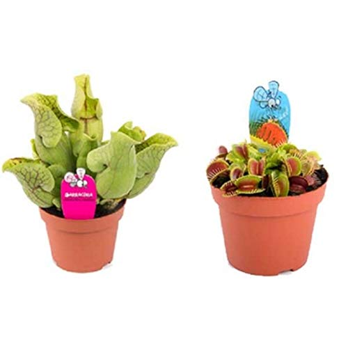 Planta vasija - Sarracenia purpurea (Cuidado, Características, Flor, Imágenes Planta vasija - Sarracenia purpurea (Cuidado, Características, Flor, Imágenes