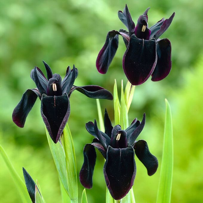 17 Black Flowers to Add Offbeat Charm to Your Garden