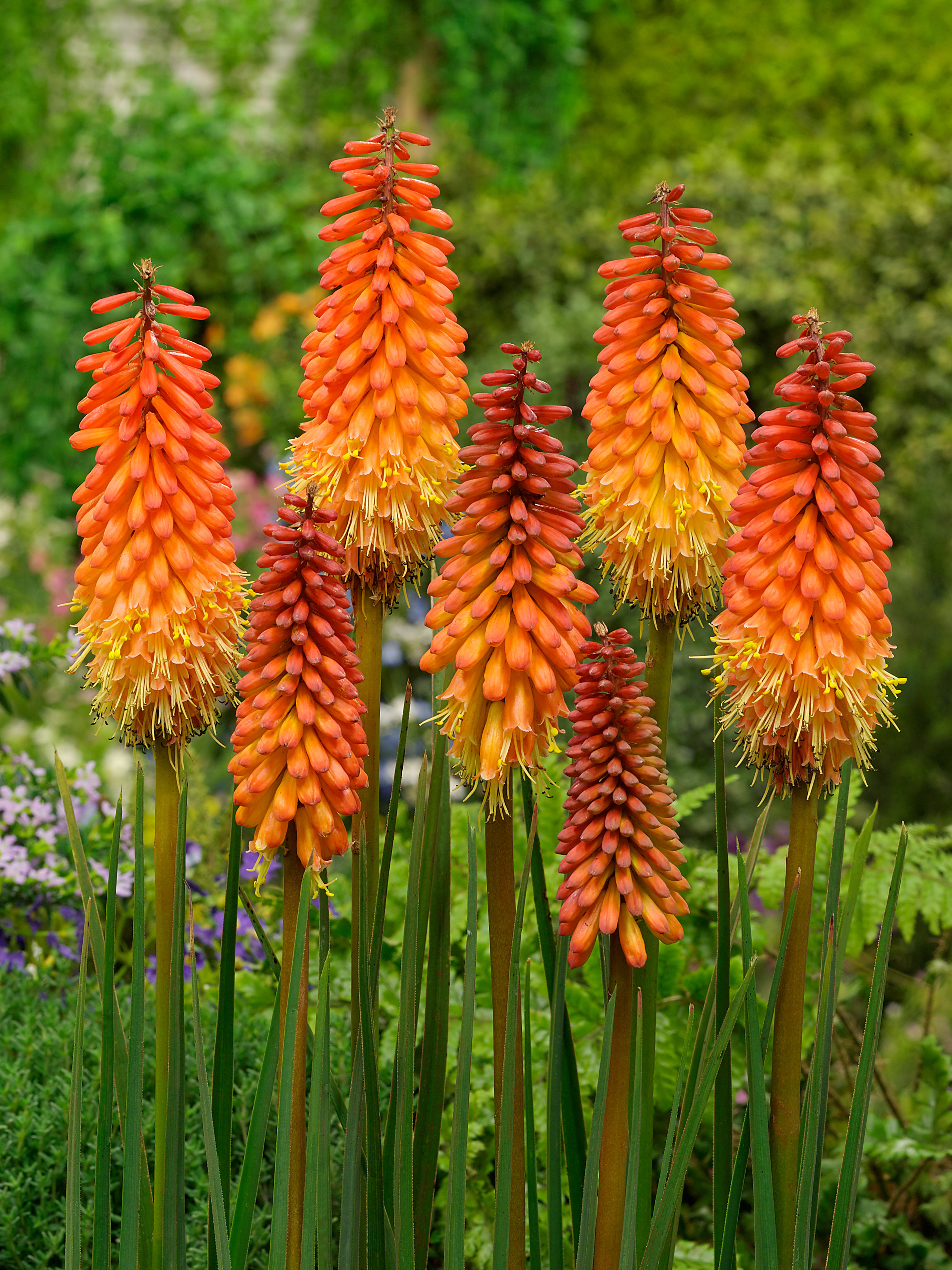 Red Hot Poker: Juliet Sargeant Champions Forgotten Garden Plant